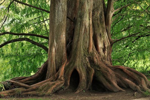 Lower trunk of a Dawn Redwood (Metasequoia glyptostroboides)