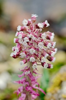Common Butterbur (Petasites hybridus