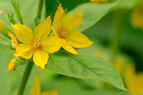 Yellow Loosestrife or Spotted Loosestrife (Lysimachia punctata)