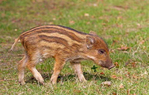 Wild Boar (Sus scrofa)