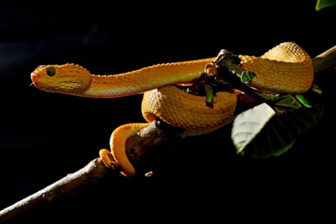 Mayombe Bush-Viper (Atheris squamigera anisolepis)