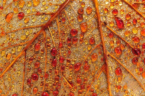 Droplets on the backside of a leaf
