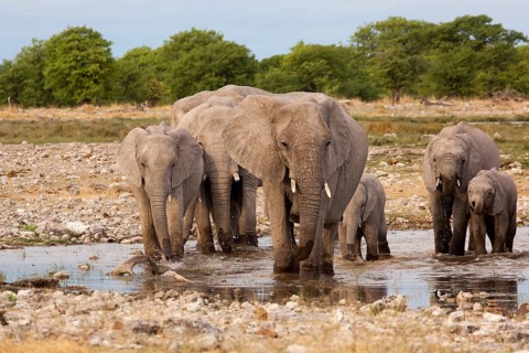 African elephants (Loxodonta africana)