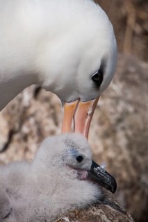 Black-browed Albatross or Black-browed Mollymawk (Thalassarche melanophris)
