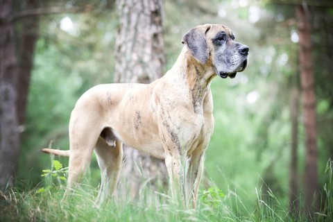 German mastiff