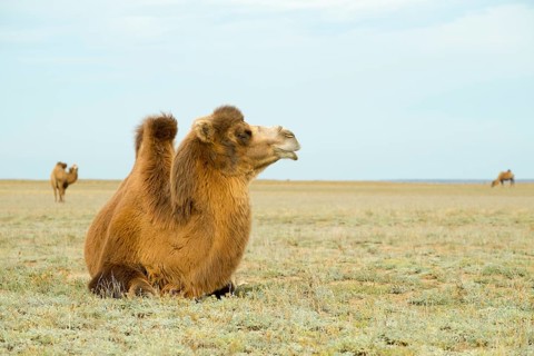 Wild Bactrian Camel (Camelus ferus) in the steppe of Boorog Delin Els
