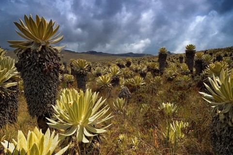 Frailejon or Fraylejon (Espeletia pycnophylla) plants in the paramo landscape