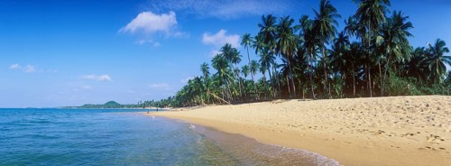 Beach with palm trees