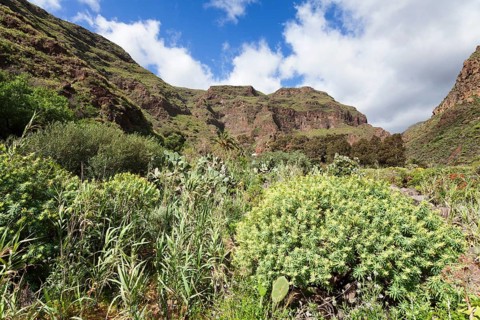 Barranco de Guayadeque gorge