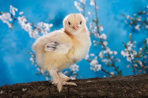Domestic fowl chick