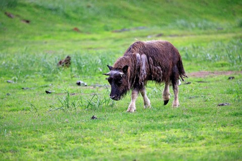 Musk Ox or Muskox (Ovibos moschatus)