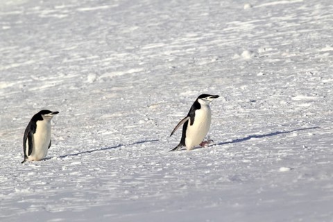 Chinstrap penguins (Pygoscelis antarctica) pair