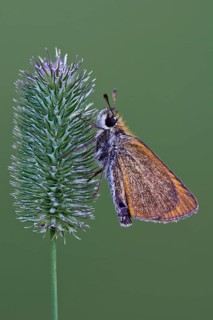 Small Skipper (Thymelicus sylvestris)