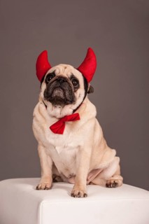Beige Pug wearing devil's horns and a bow tie