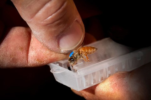 Queen being prepared for shipping