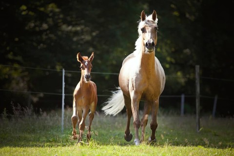 Mare with colt
