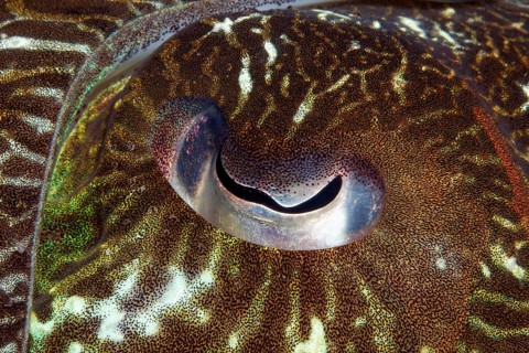 Eye of a Broadclub Cuttlefish (Sepia latimanus)