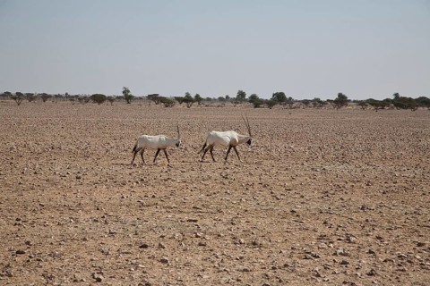 Arabian Oryx (Oryx leucoryx)