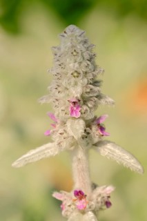 Lamb's Ear (Stachys byzantina)