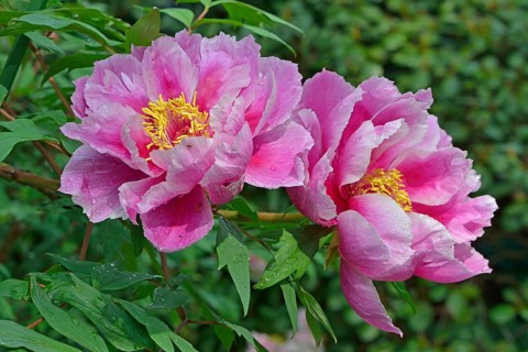 Tree Peony (Paeonia suffruticosa 'Kamata-Nishiki')