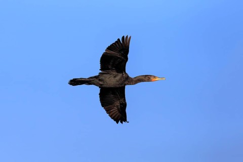 Double-crested Cormorant (Phalacrocorax auritus)
