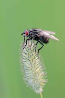 Grey Flesh Fly (Sarcophaga carnaria)