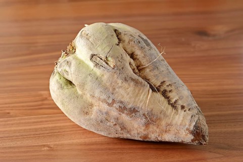 Sugar Beet (Beta vulgaris ssp. vulgaris var. altissima)