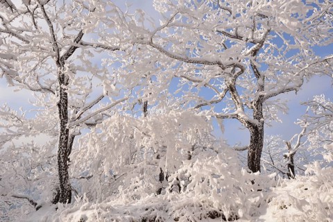 A forest in winter