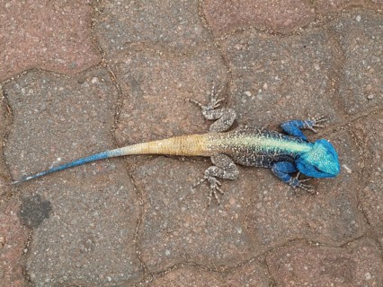 Blue Headed Tree Agama (Agama atricollis)