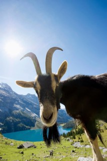 Goat