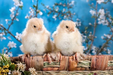 Domestic fowl chicks