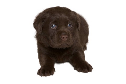 Chocolate Labrador Retriever puppy