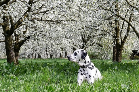 Dalmatian lying in a meadow in front of blossoming Cherry trees (Prunus avium)