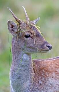 Young fallow deer (Dama dama)