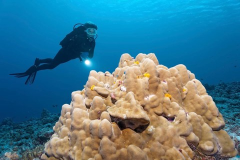 Scuba diver looking at a coral block with Christmas Tree Worms (Spirobranchus giganteus)