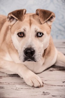 Akita Inu mixed-breed dog