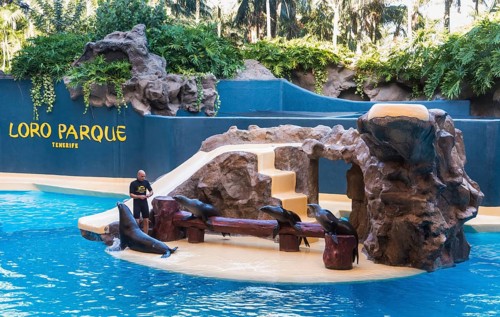 Sea Lion Show