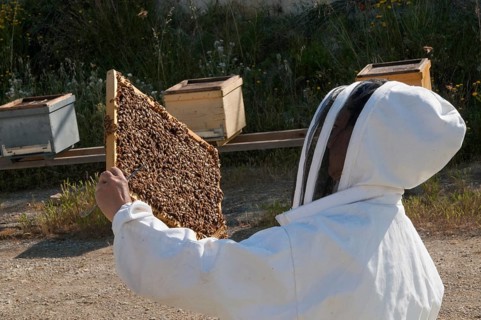 Beekeeper checking a frame of brood