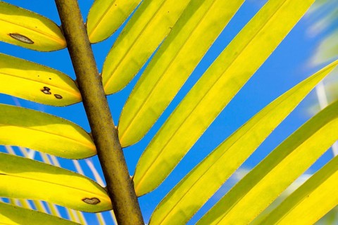 Palm frond of a Coconut Palm (Cocos nucifera)