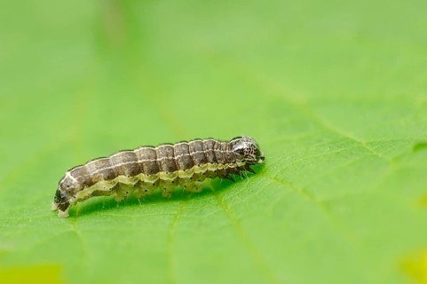 Caterpillar