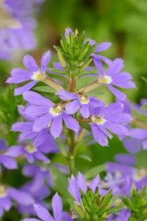 Fairy Fan-Flower or Common Fan-Flower (Scaevola aemula)