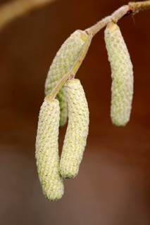 Common Hazel (Corylus avellana)