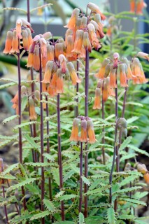 Richauds Kalanchoe (Kalanchoe richaudii)