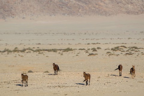 Wild horses in the Namib Desert