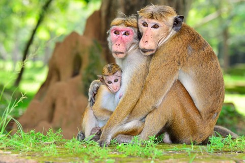 Toque Macaques (Macaca sinica)