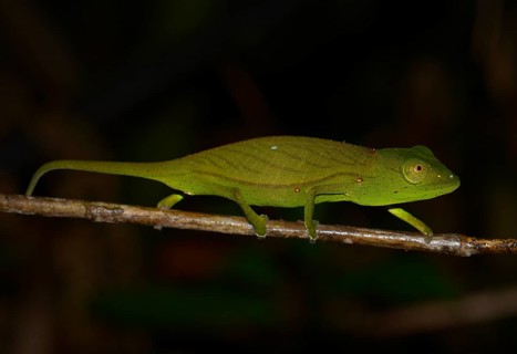 Chameleon species (Calumma marojezense)
