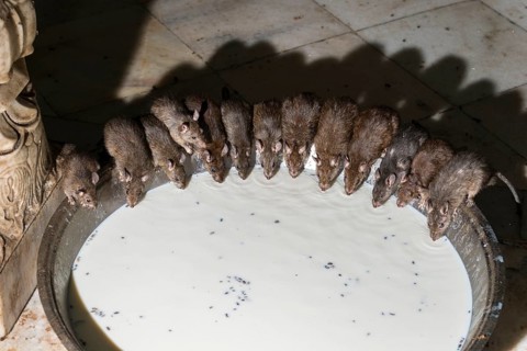 Holy rats