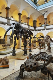 Muhldorfer Urelefant (Gomphotherium)