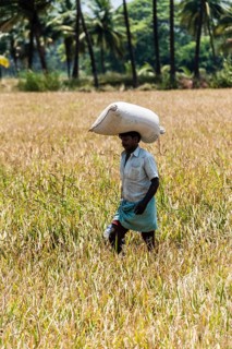 Indian man carrying a sack of rice on his head on a field