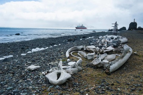 Old whale bones on the beach near the Arctowski Station